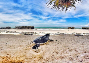 Opt copii și un adult au murit, după ce au mâncat carne de broască țestoasă în Zanzibar