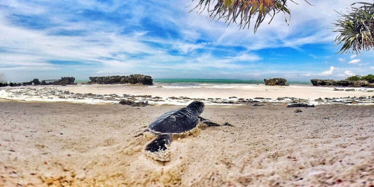 Opt copii și un adult au murit, după ce au mâncat carne de broască țestoasă în Zanzibar