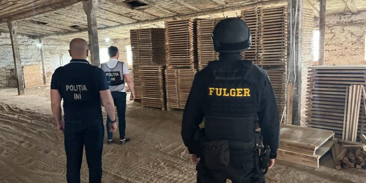 Contrabandă cu masă lemnoasă – contracarată