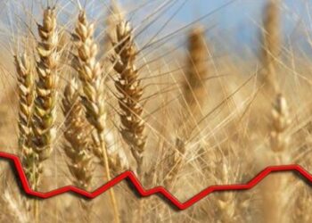 Scăderea prețurilor la cereale persistă în Republica Moldova și în bazinul Mării Negre