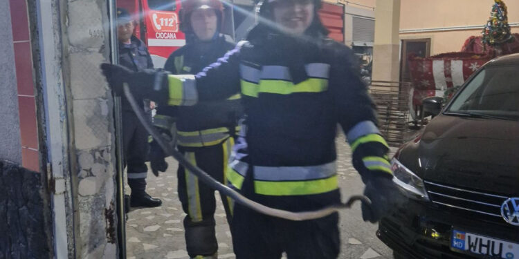 В Кишиневе потребовалась помощь спасателей, после того, как в автомобиль заползла крупная змея