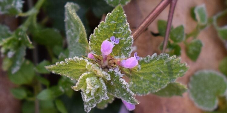 В Молдове синоптики предупредили о заморозках до −3 °C