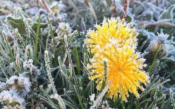 Синоптики предупреждают о заморозках до -3 °C