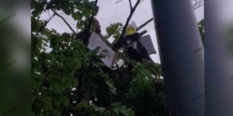 S-a urcat într-un copac de lângă Parlament cu o sticlă de benzină: Un bărbat amenință că își va da foc