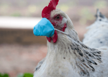 Transmiterea gripei aviare H5N1 la oameni reprezintă „o îngrijorare enormă”