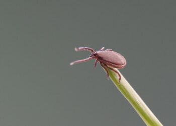 Нацагентство общественного здоровья выпустило рекомендации в связи с активизацией клещей
