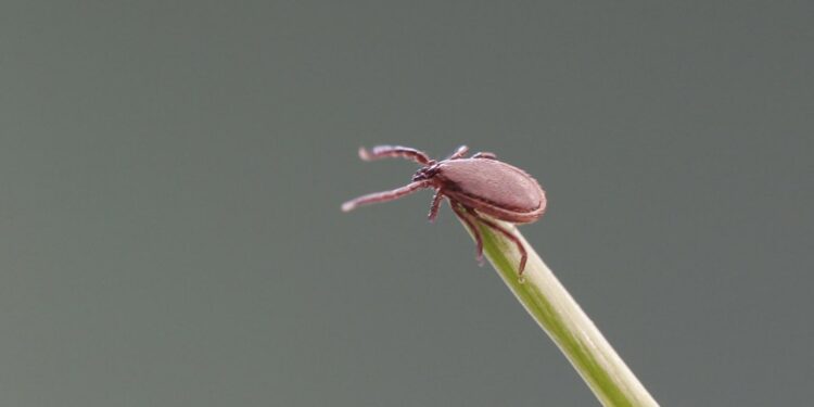 Нацагентство общественного здоровья выпустило рекомендации в связи с активизацией клещей