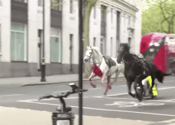 Пять напуганных лошадей дворцовой кавалерии разбежались по Лондону