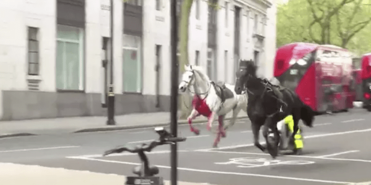 Пять напуганных лошадей дворцовой кавалерии разбежались по Лондону