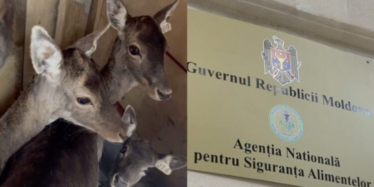 Un lot de cerbi din Ucraina, blocați la vama Criva-Mămăliga. ANSA: Actele nu corespundeau cadrului legal