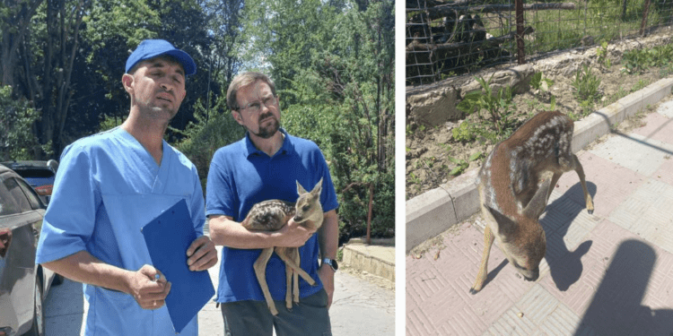 В Хынчештском районе нашли олененка: его спасли инспекторы окружающей среды