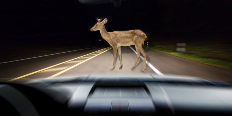 В Молдове увеличивается число ДТП с косулями