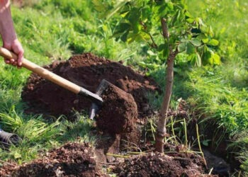 Gândit doar pe hârtie? Programul național de împădurire s-ar putea împotmoli