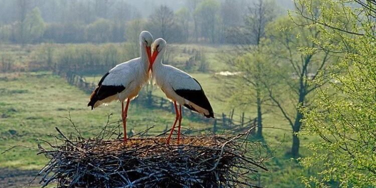 Белые аисты готовятся к переписи: Молдова запускает уникальный проект в честь биоразнообразия