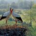 Белые аисты готовятся к переписи: Молдова запускает уникальный проект в честь биоразнообразия