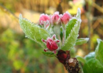 A intrat în vigoare codul galben de îngheț, valabil în toată țara. Precizările meteorologilor