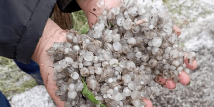 Ploaie cu grindina cât bobul de mazăre la Hîncești: Mai multe culturi agricole au fost distruse