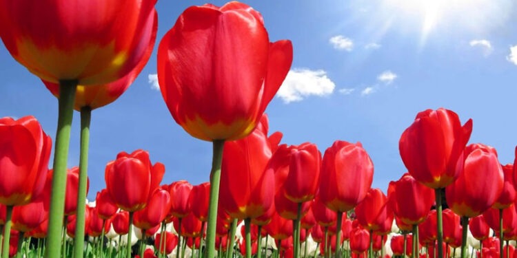 Meteorologii prognozează soare și temperaturi plăcute, dar cu înnorări spre seară