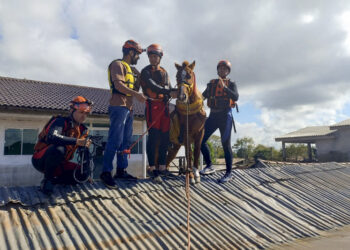 Cal blocat pe un acoperiş din cauza inundaţiilor, salvat de echipele de intervenție, în Brazilia