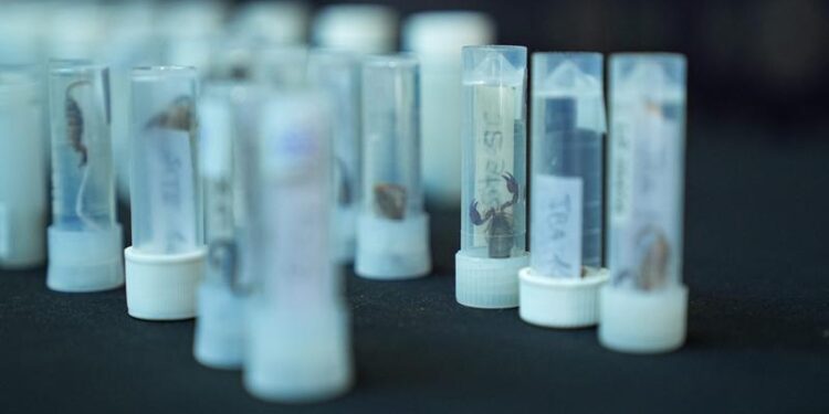 Curatorul unui muzeu din New York, arestat la Istanbul după ce a încercat să iasă din țară cu 1.500 de scorpioni și păianjeni