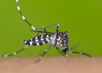 Вблизи Молдовы распространяется вид комара, переносящего смертельные вирусы. Рекомендации властей