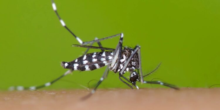 Вблизи Молдовы распространяется вид комара, переносящего смертельные вирусы. Рекомендации властей