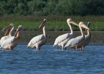 Пеликаны-налетчики: стаи птиц наносят ущерб рыбным хозяйствам юга Молдовы