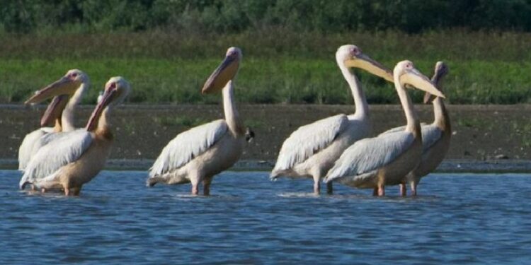 Пеликаны-налетчики: стаи птиц наносят ущерб рыбным хозяйствам юга Молдовы