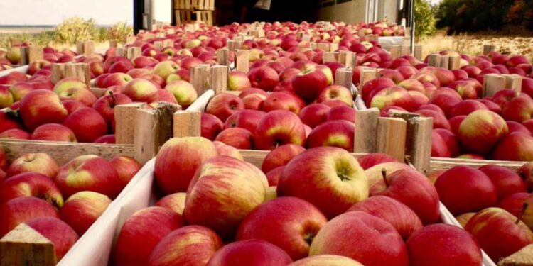 Экспорт яблока из Молдовы в 2023/24 МГ будет одним из самых низких в пятилетии