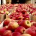 Экспорт яблока из Молдовы в 2023/24 МГ будет одним из самых низких в пятилетии
