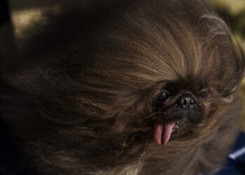 Un pechinez a fost declarat „cel mai urât câine din lume” în 2024. Încoronarea a avut loc în California