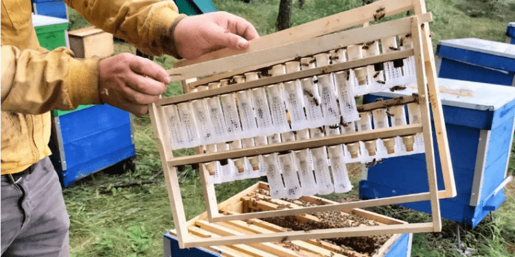 Vindea ilegal regine de albine. Un cetățean, ajuns în vizorul ANSA, s-a ales cu amenzi dure