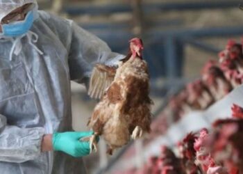 Finlanda – prima țară din lume care va vaccina oameni împotriva gripei aviare