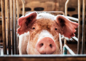 Focare de pestă porcină africană la Ocnița și Soroca. A fost restricționată mișcarea porcilor către abatoare și târguri de animale