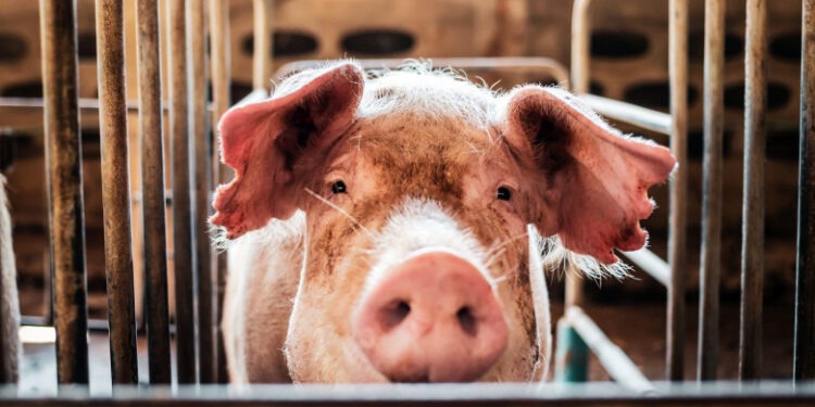 Focare de pestă porcină africană la Ocnița și Soroca. A fost restricționată mișcarea porcilor către abatoare și târguri de animale