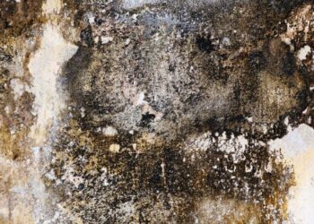 Medicii, în alertă: Românii din vestul țării respiră mucegai în concentrație mare. Poate provoca simptome grave