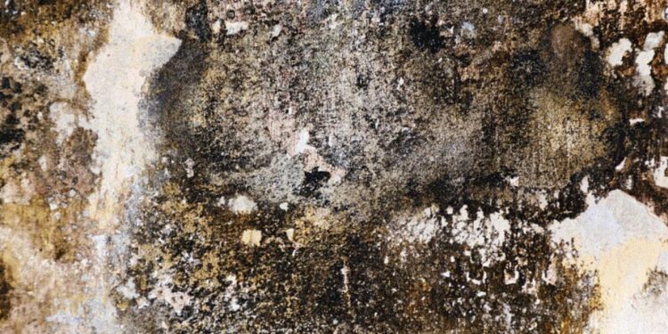 Medicii, în alertă: Românii din vestul țării respiră mucegai în concentrație mare. Poate provoca simptome grave