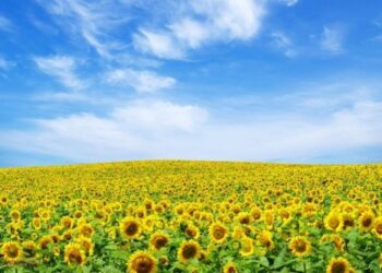 Cer senin și temperaturi confortabile: Care va fi maxima termică astăzi