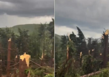 „Dezastru, în viața mea n-am văzut așa ceva!” O furtună violentă a pus la pământ o pădure întreagă în Maramureș