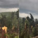 „Dezastru, în viața mea n-am văzut așa ceva!” O furtună violentă a pus la pământ o pădure întreagă în Maramureș