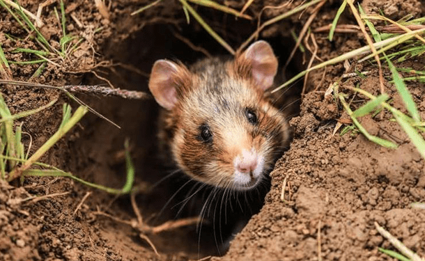 В Германии потратят 2,5 млн евро на переселение хомяков