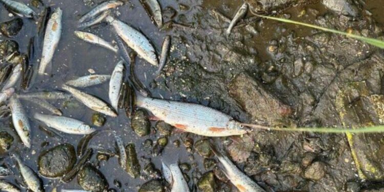 Dezastru pe un râu din România. Pești de mari dimensiuni, prinși cu mâna liberă, în urma unei poluări masive. Mii de pești morți plutesc pe apă