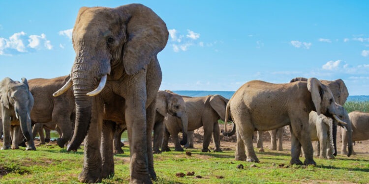 Un turist a murit călcat în picioare de un elefant, în Africa de Sud: „A coborât din mașină ca să facă poze și a fost atacat”