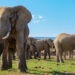 Un turist a murit călcat în picioare de un elefant, în Africa de Sud: „A coborât din mașină ca să facă poze și a fost atacat”