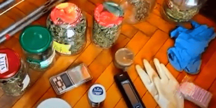 Percheziții și rețineri la Edineț într-un dosar de trafic de droguri. Au fost ridicate peste 300 de plante interzise cu o valoare pe piața neagră de circa 1 300 000 lei