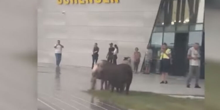 O turmă de porci a ieșit la păscut în fața Aeroportului din Timișoara. Călător: Uite, prim-miniştrii noștri la Aeroport