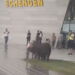 O turmă de porci a ieșit la păscut în fața Aeroportului din Timișoara. Călător: Uite, prim-miniştrii noștri la Aeroport