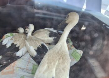 Patru pui de barză, căzuți din cuib, au fost salvați la Anenii Noi