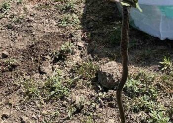 „Oaspetele” nedorit: Un gospodar de la Căușeni s-a trezit cu o reptilă de 1,2 m în curtea casei și a chemat salvatorii