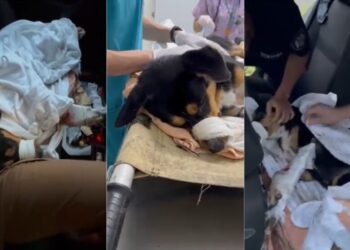 В Кишиневе собаку сбросили с пятого этажа. Волонтеры собирают деньги на оплату лечения